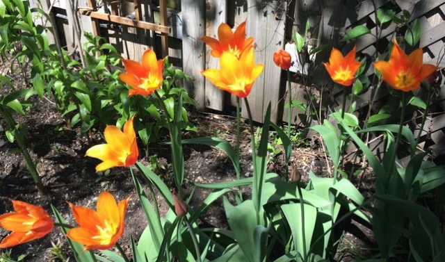 sunny surprise tulips